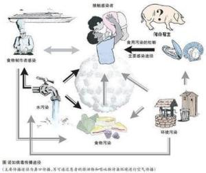 诺如病毒的各种传播途径，如牲畜等